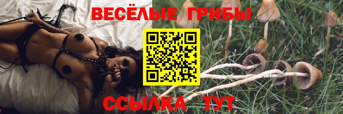 Псилоцибиновые грибы Cubensis Протвино